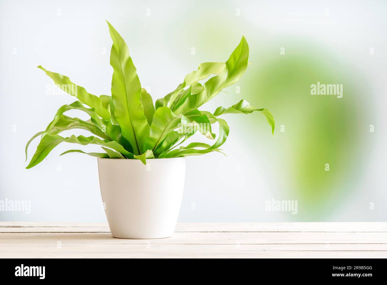 Green plant in a white flowerpot on a wooden desk Stock Photo