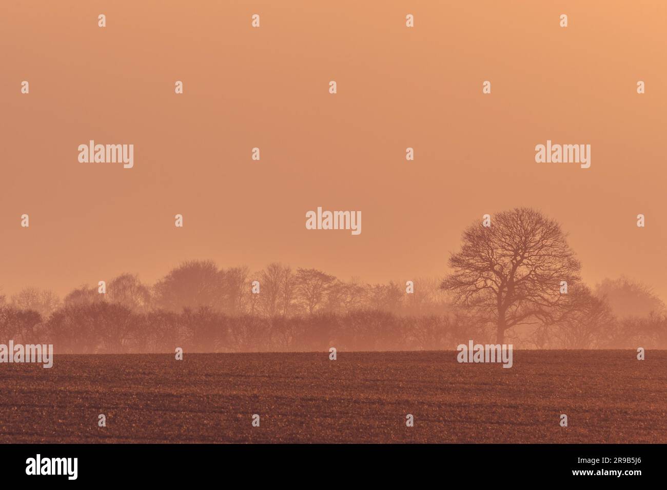 Misty sunrise with tree silhouettes on a field Stock Photo - Alamy