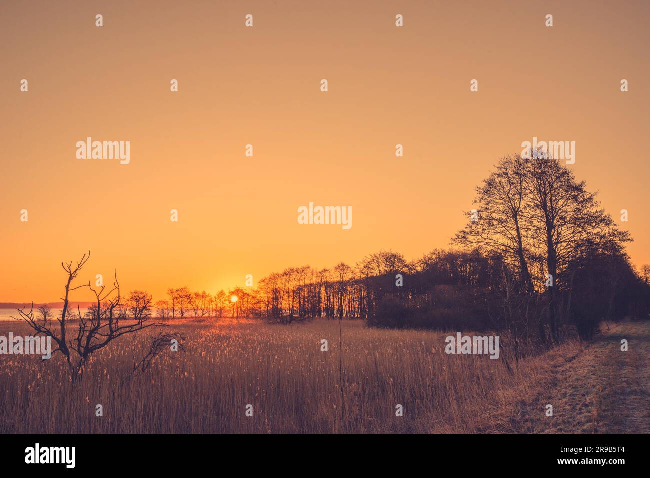 Tree silhouettes in the sunrise by a lake Stock Photo - Alamy