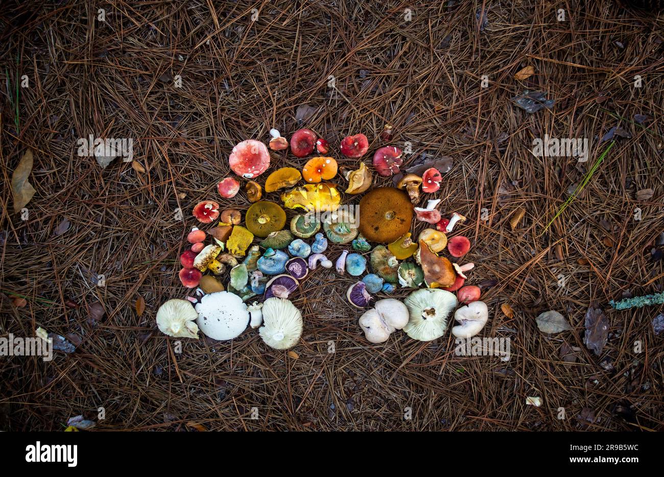 An arrangement of colorful North Carolina mushrooms into a rainbow on the forest floor. Stock Photo