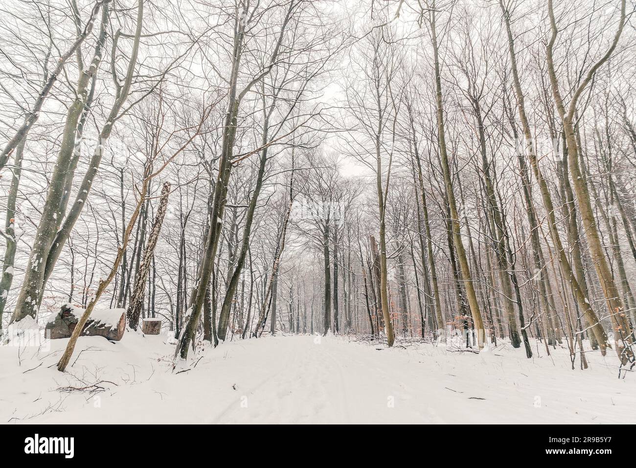 Snow on a road in the forest in the winter Stock Photo - Alamy