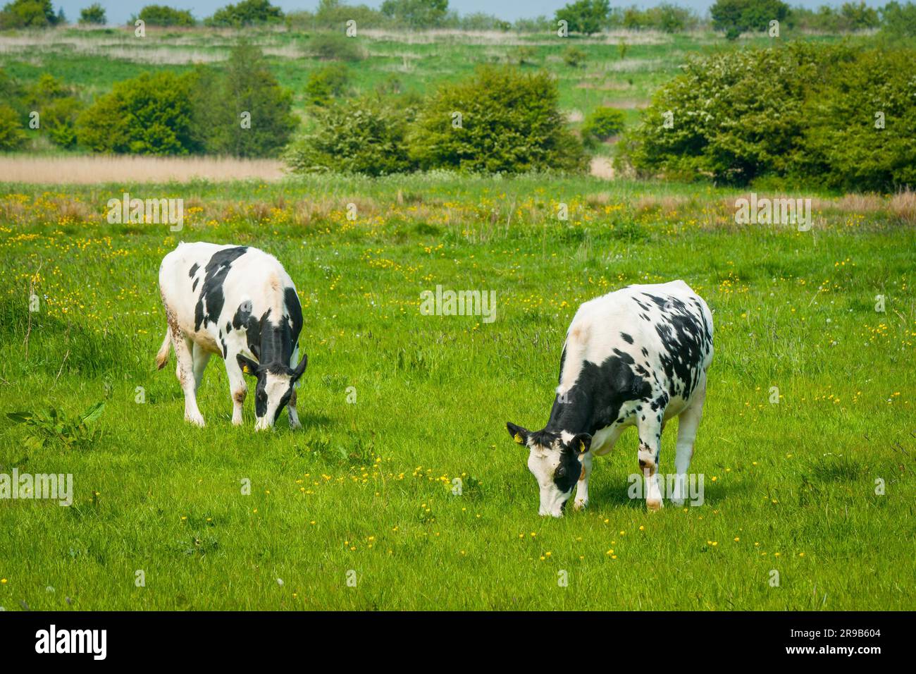 Black and white cattle grazing on a green meadow Stock Photo - Alamy