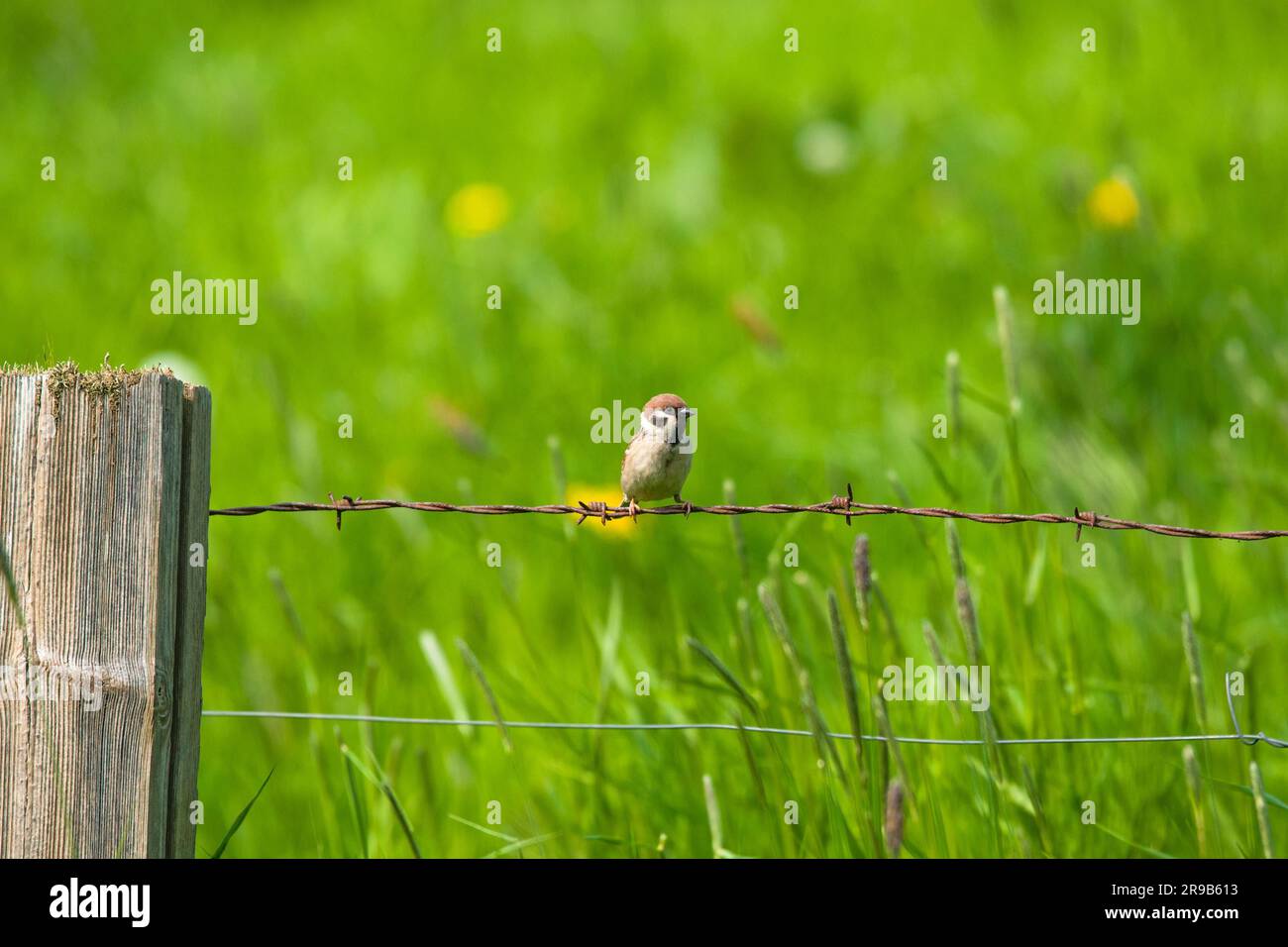 Sparrow sitting in rural environment in the summer Stock Photo