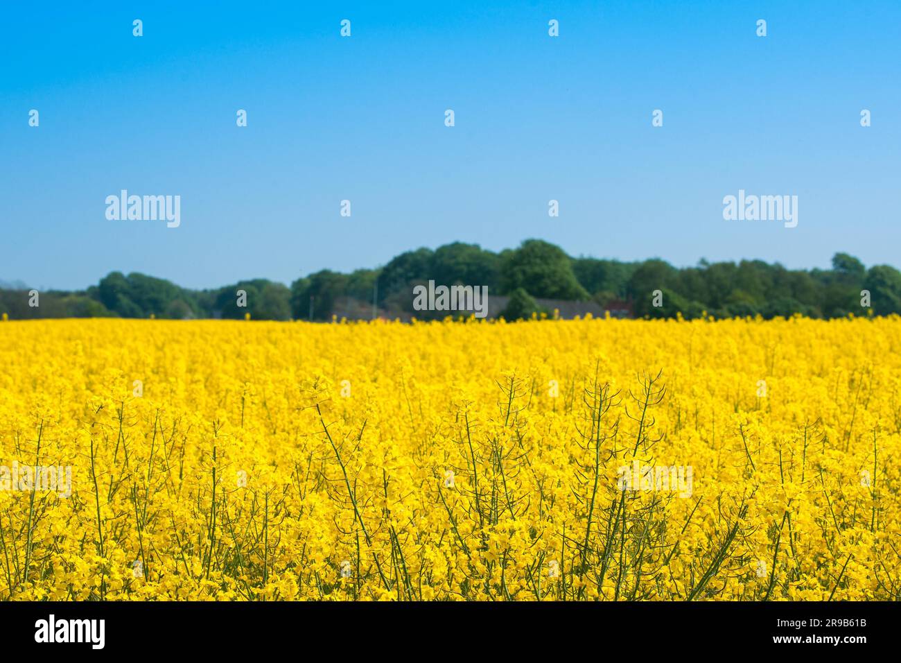 Rapeseed meadow with yellow flowers in a countryside Stock Photo