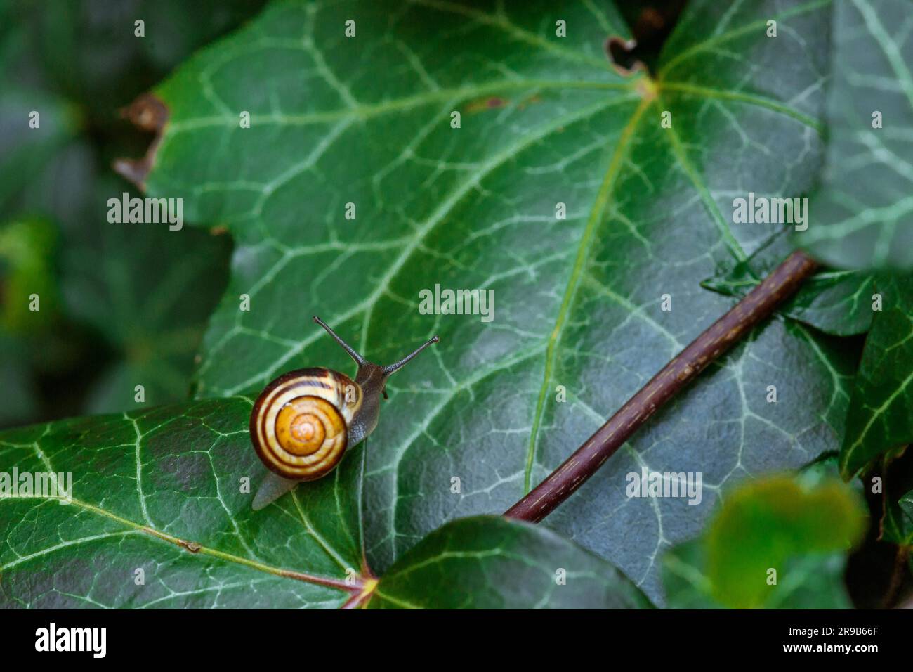 Snail on a green ivy leaf in a garden Stock Photo