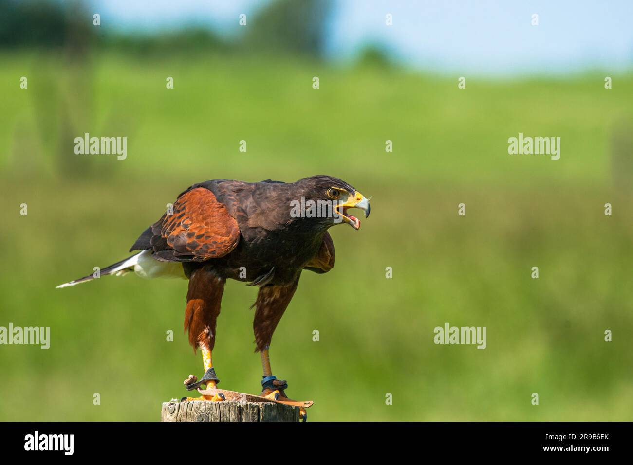 Harris hawk on a wooden pole in green nature Stock Photo