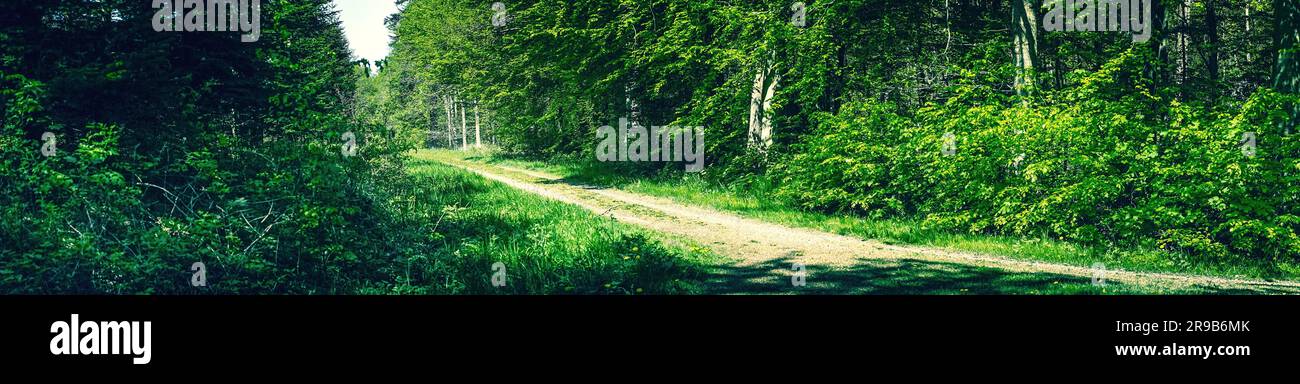 Panorama landscape in a danish forest in the spring Stock Photo