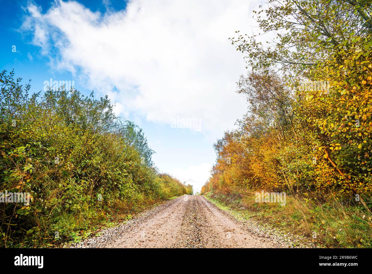 Autumn colors on trees by the roadside of a dirt trail in the fall under a blue sky with white clouds Stock Photo