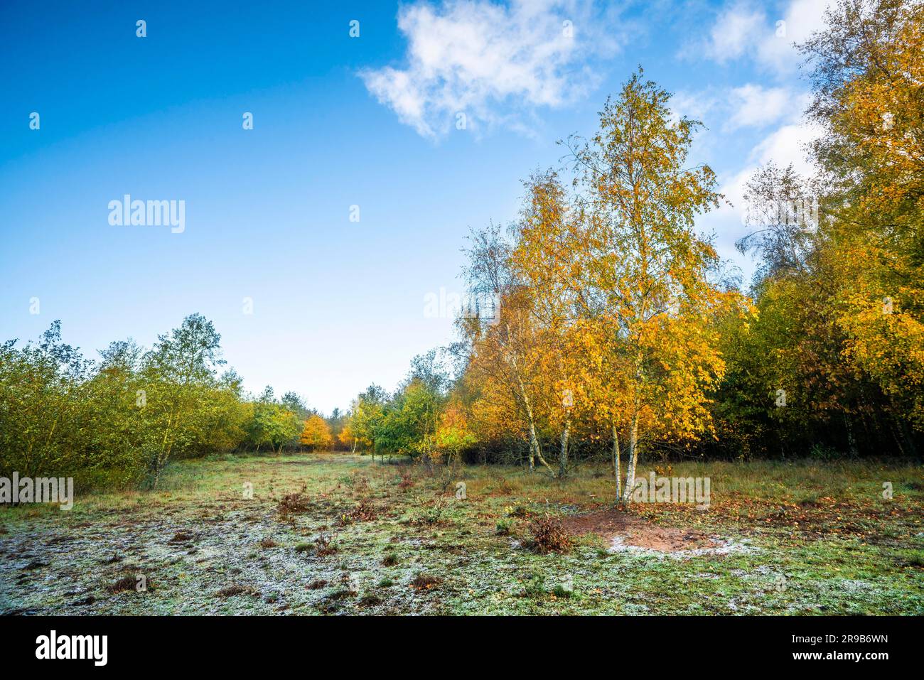 Autumn colors on birch trees under a blue sky in the fall in beautiful yellow colors Stock Photo