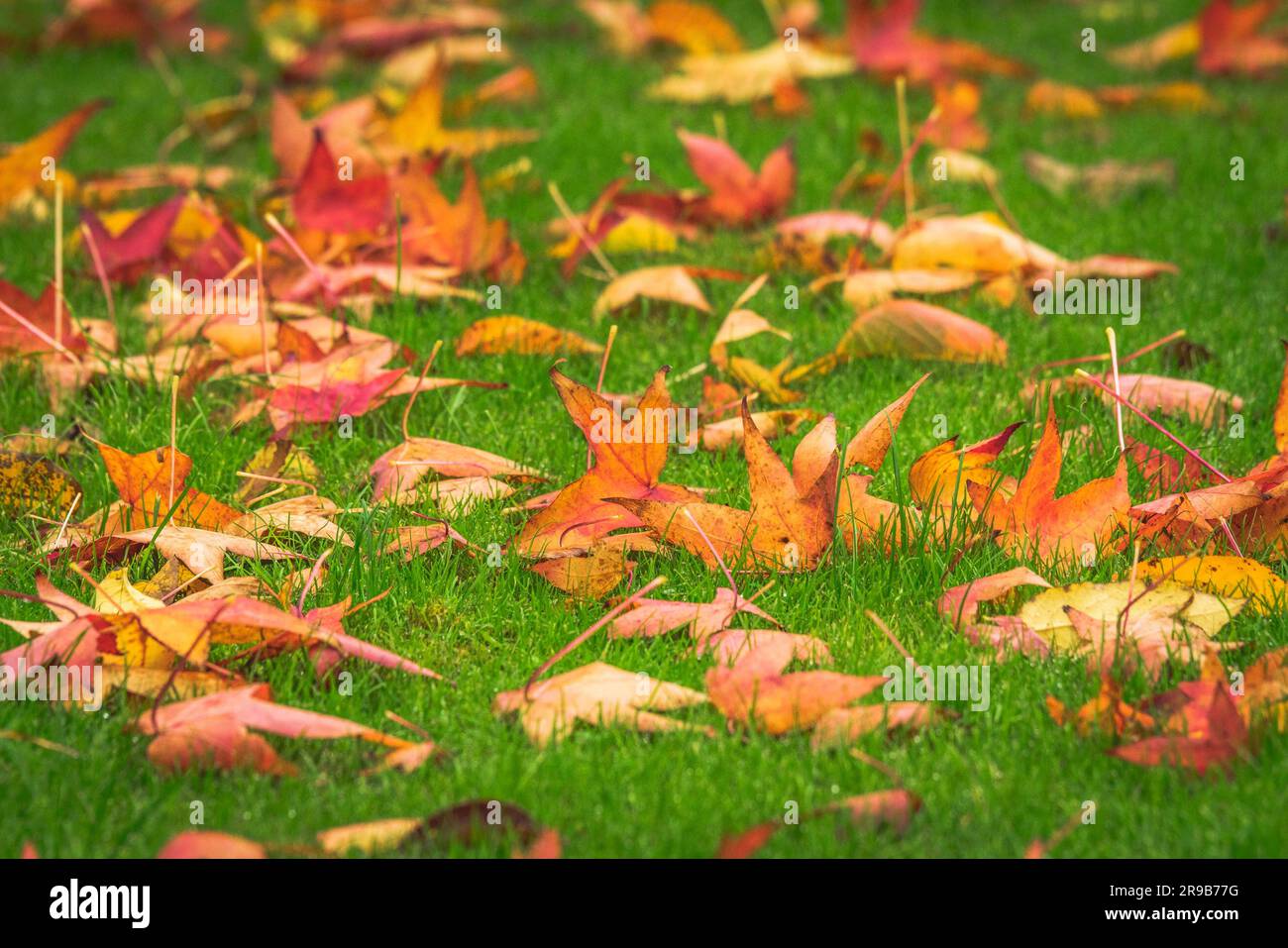Golden maple leaves on a green lawn in the fall in warm colors Stock Photo