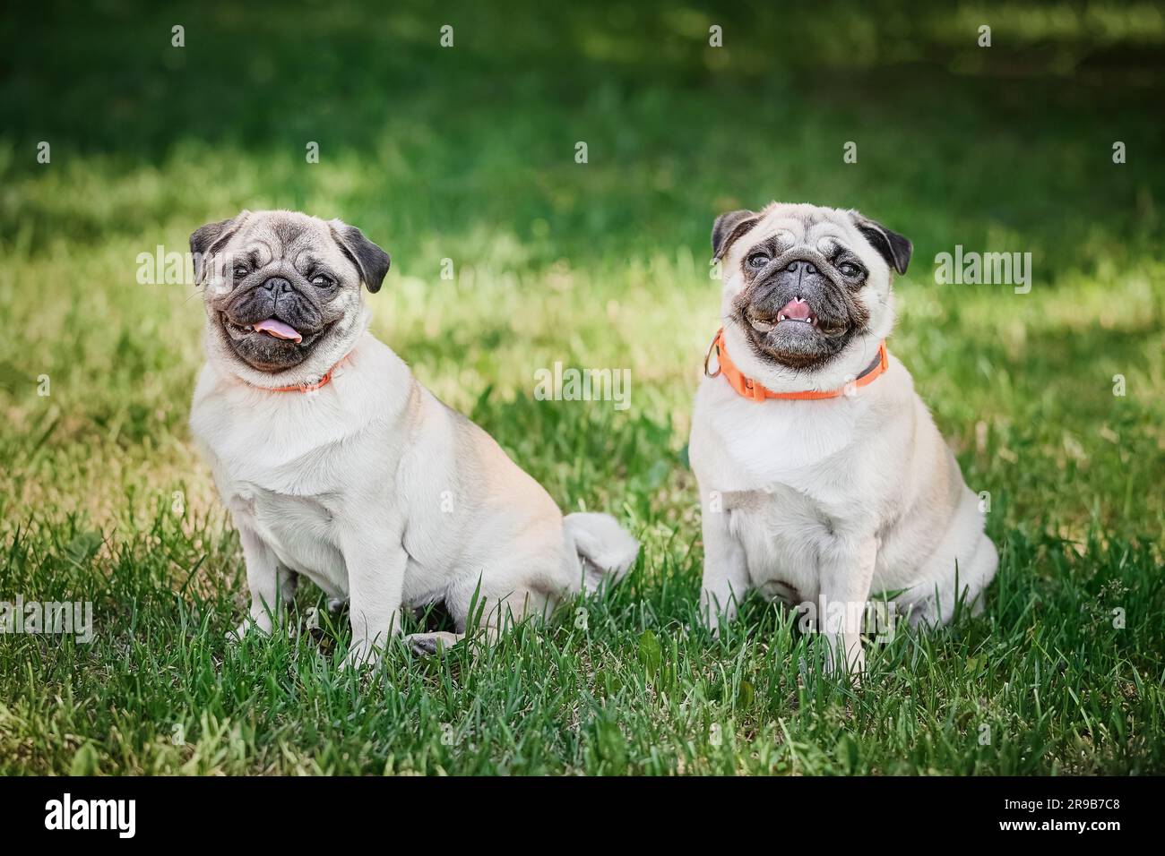 Two pug dogs sitting on green grass background Stock Photo - Alamy