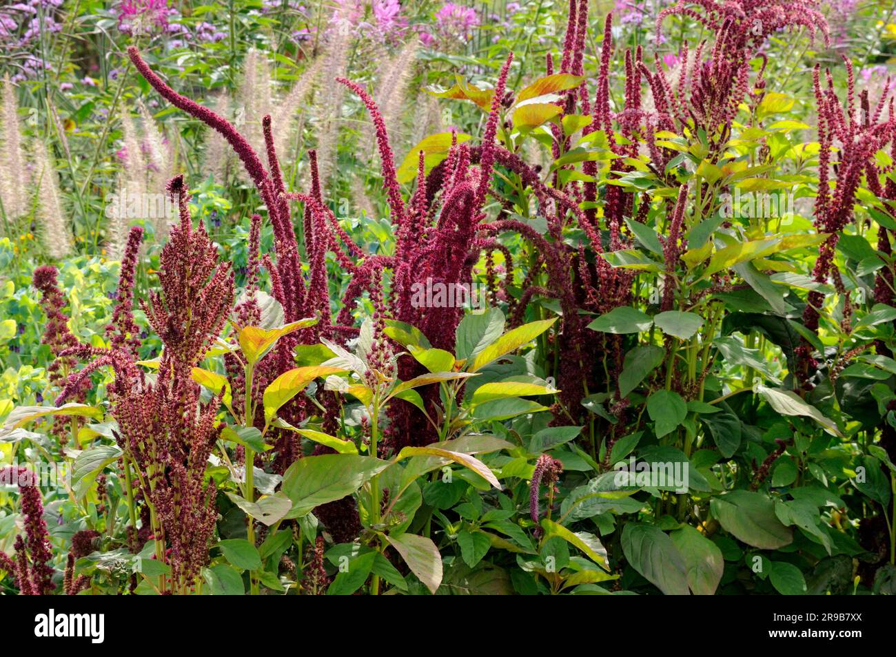 Surinamese foxtail (Amaranthus tricolor), amaranth Stock Photo
