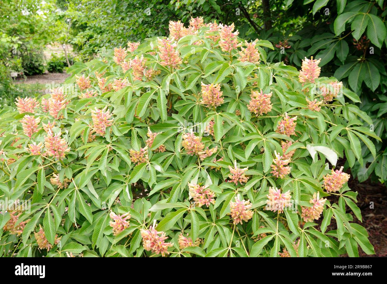 Bottlebrush Buckeye 'Humilis' (Aesculus parviflora Stock Photo - Alamy