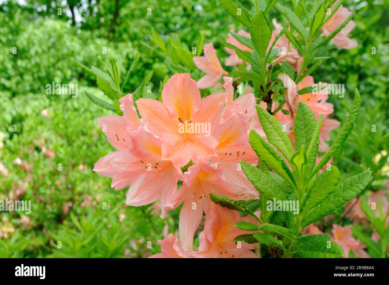 Japanese azalea (Rhododendron japonicum Stock Photo - Alamy