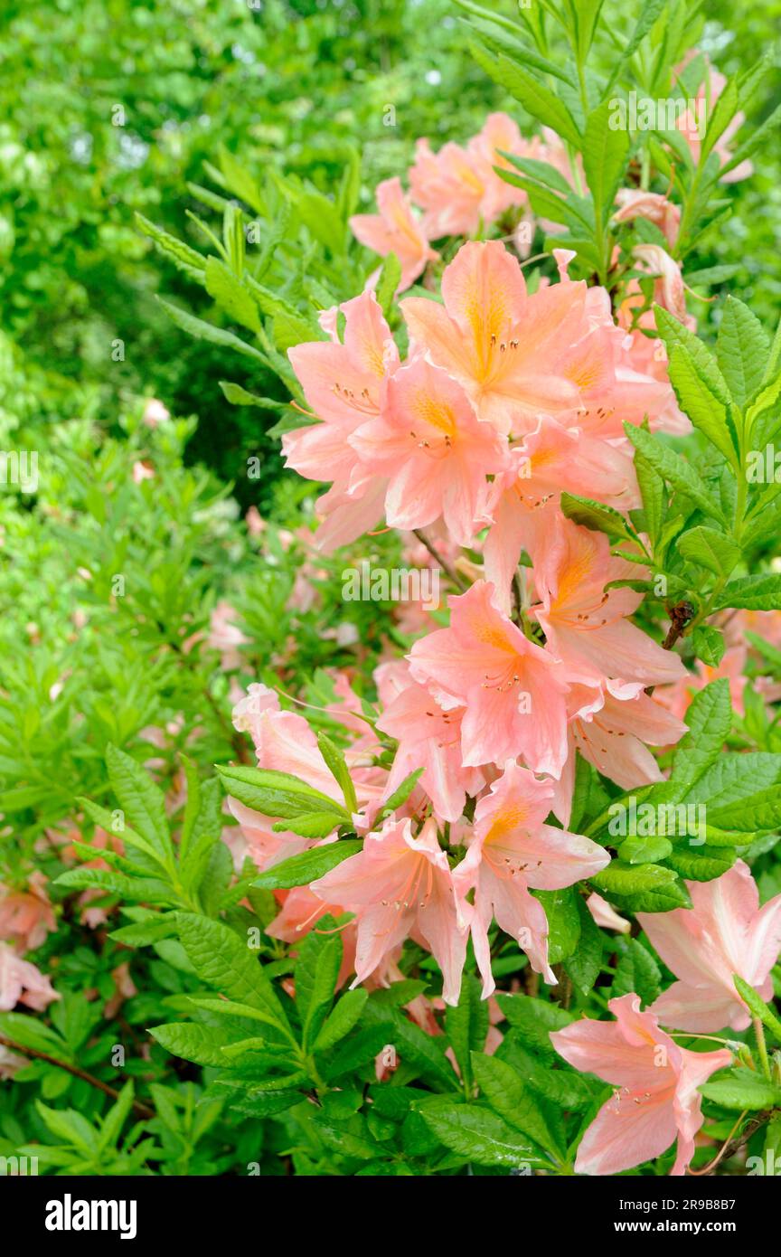 Japanese azalea (Rhododendron japonicum Stock Photo - Alamy