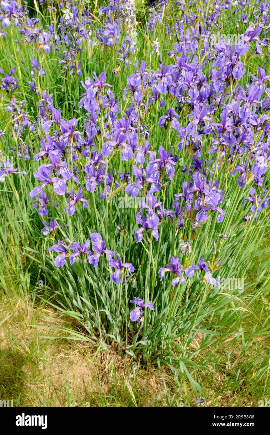 Siberian iris (Iris sibirica Stock Photo - Alamy