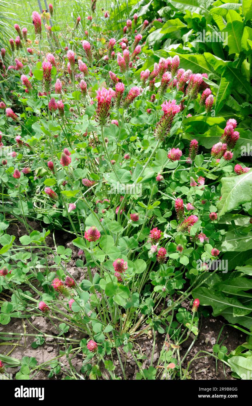 Crimson clover (Trifolium incarnatum), blood clover, rose clover Stock Photo