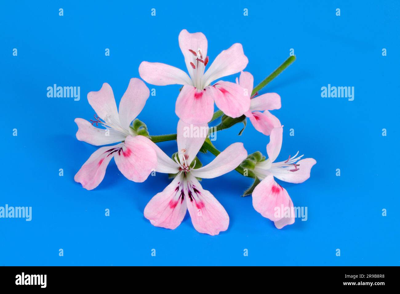 Scented geranium (Geranium) Sweet Mimosa Stock Photo Alamy