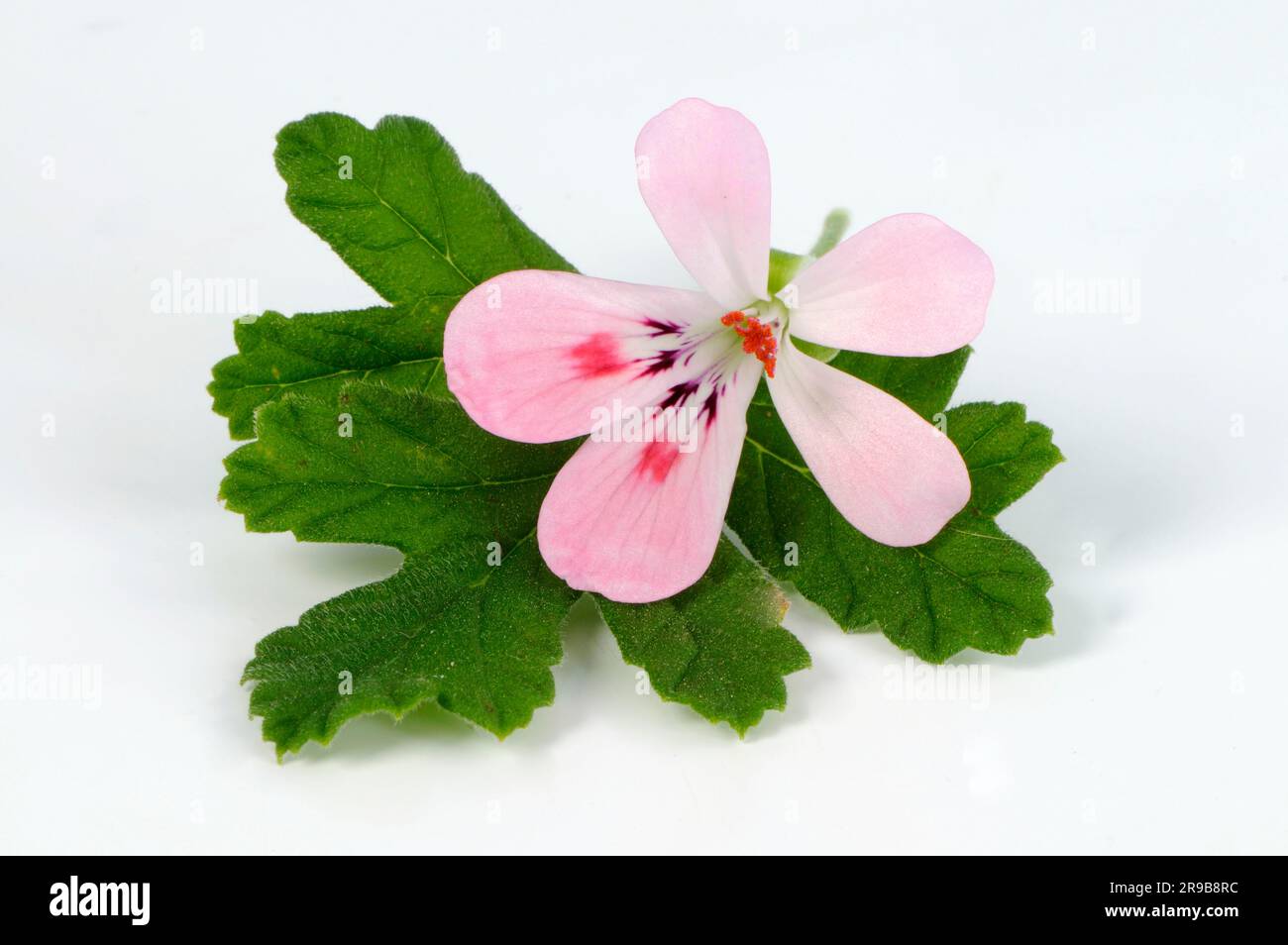 Scented geranium (Geranium) Sweet Mimosa Stock Photo Alamy