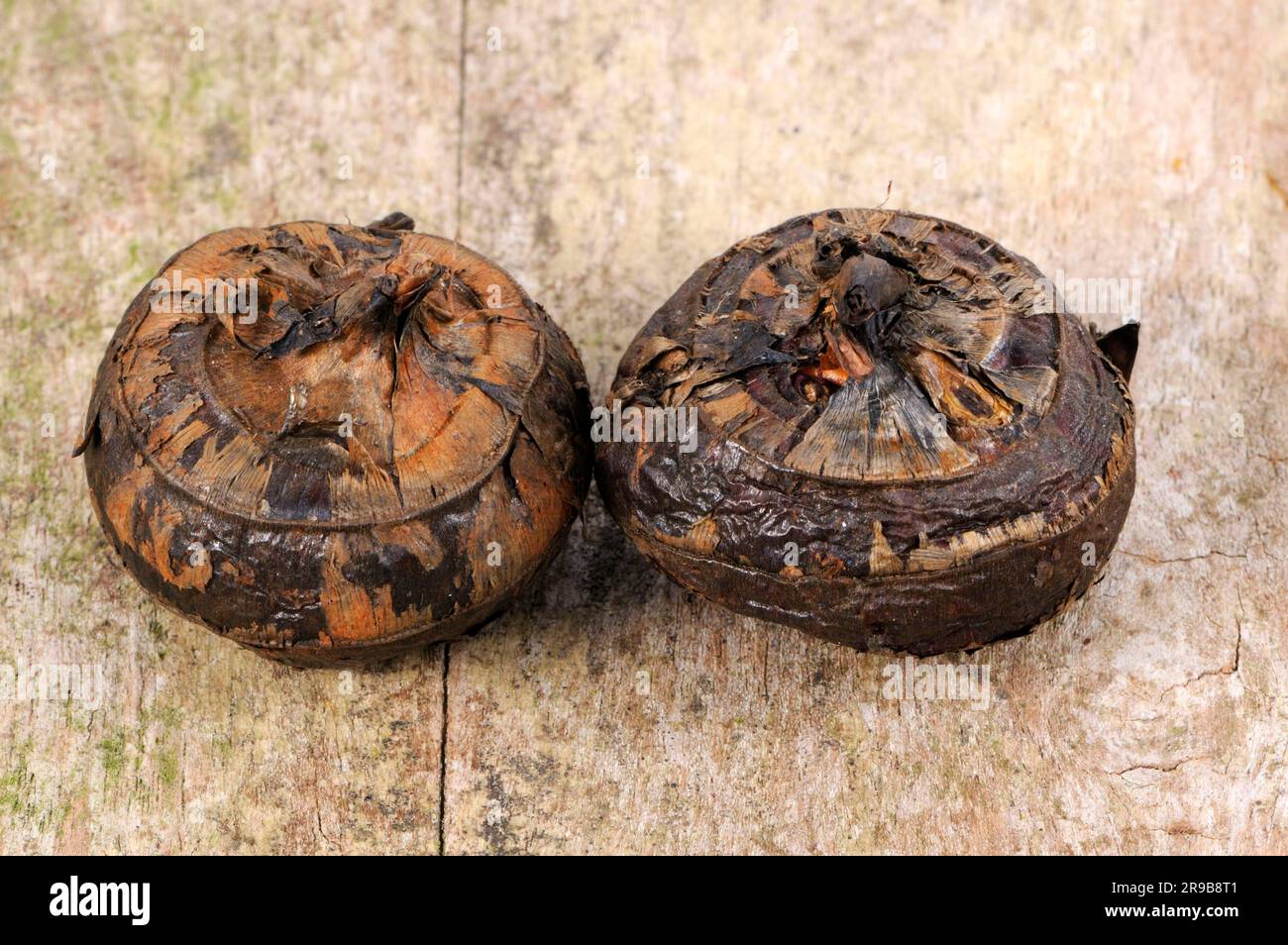 Chinese water chestnut (Eleocharis dulcis), root tubers Stock Photo