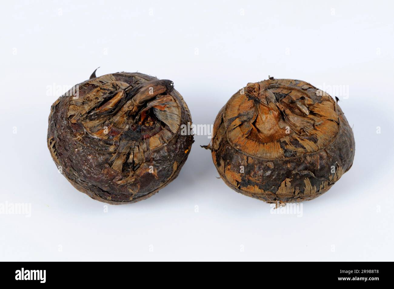 Chinese water chestnuts (Eleocharis dulcis), root tubers Stock Photo