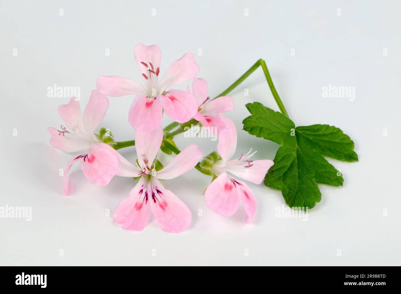 Scented Geranium 'Sweet Mimosa Stock Photo Alamy