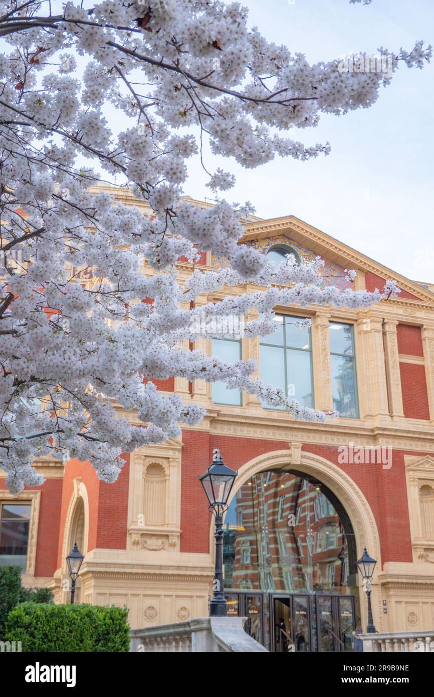 Cherry Blossom at Royal Albert Hall London Stock Photo Alamy