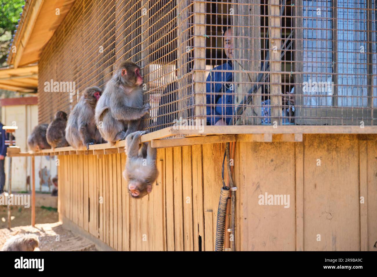 May 02, 2023 in Kyoto, Japan Tourist feeding Japanese Macaques at