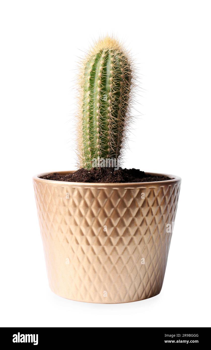 Beautiful green cactus in pot isolated on white Stock Photo