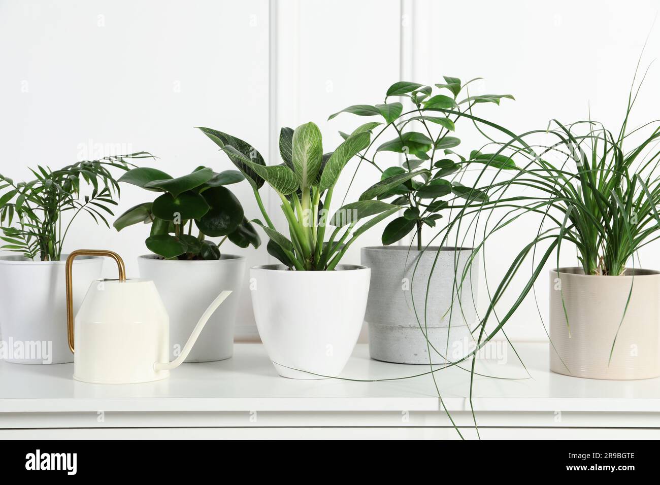 Many different houseplants in pots on chest of drawers near white wall ...
