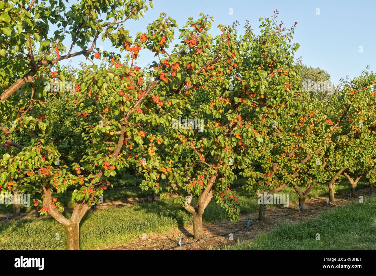 Robada Apricot orchard, maturing fruit,  'Prunus armeniaca' Maryhill Highway, Columbia River, Washington. Stock Photo
