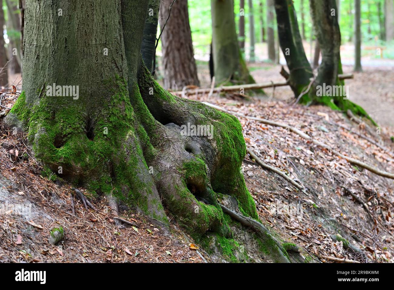 Undisturbed Undisturbed view hi-res stock photography and images - Alamy