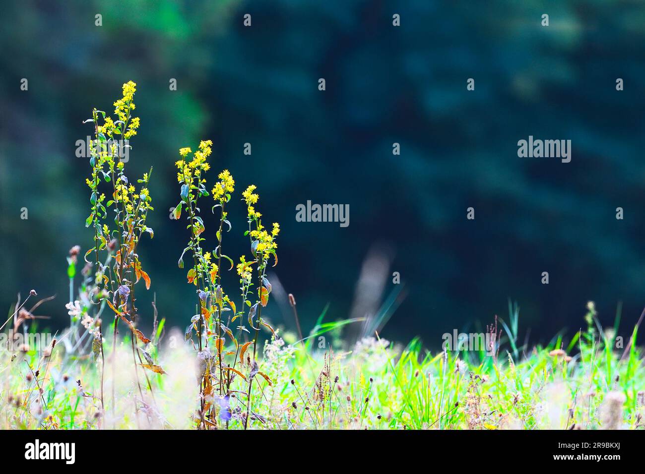 Undisturbed Nature undisturbed in the outdoors of Europe Stock Photo - Alamy