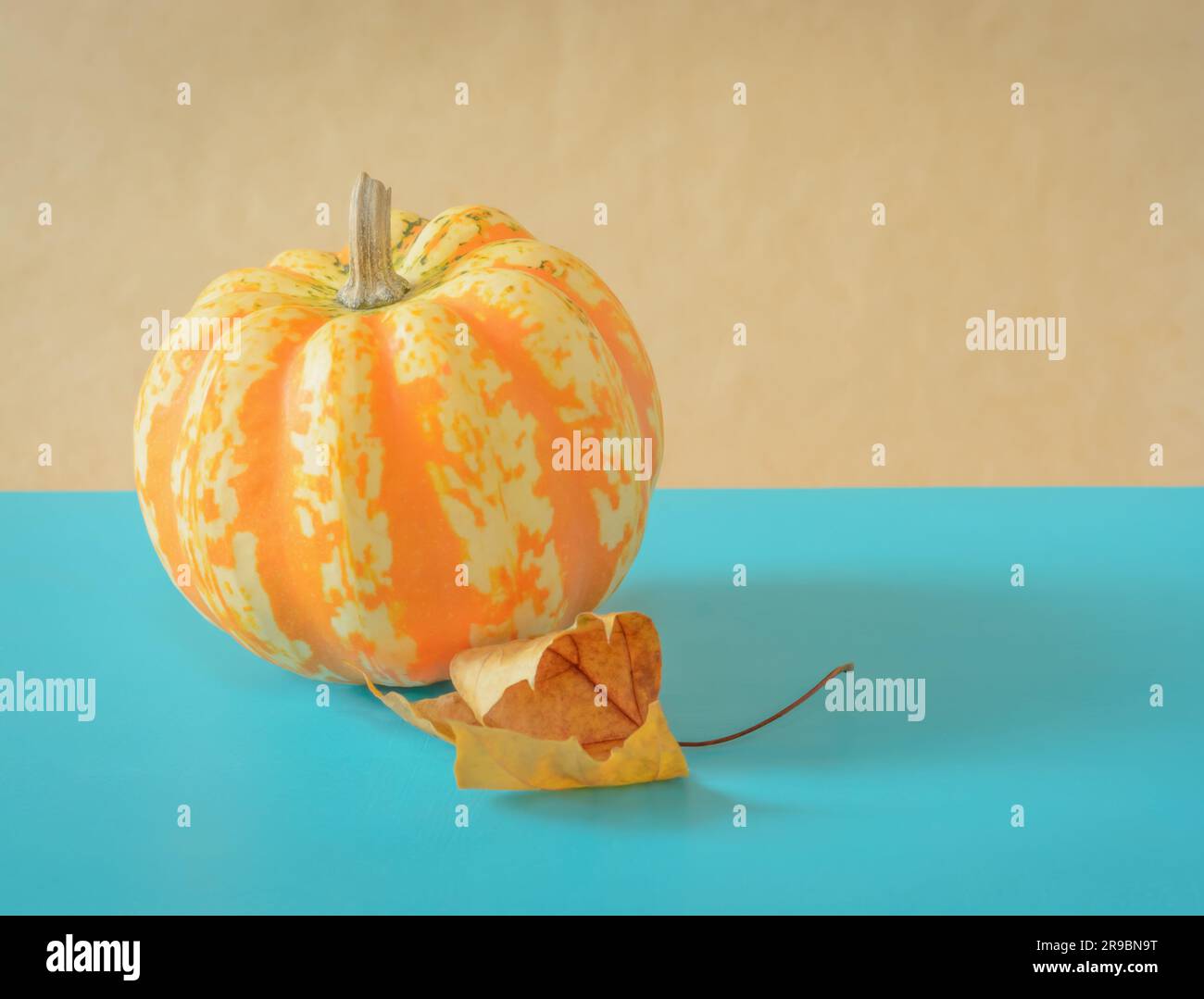 Background with small round striped pumpkin and autumn leaf in horizontal format Stock Photo