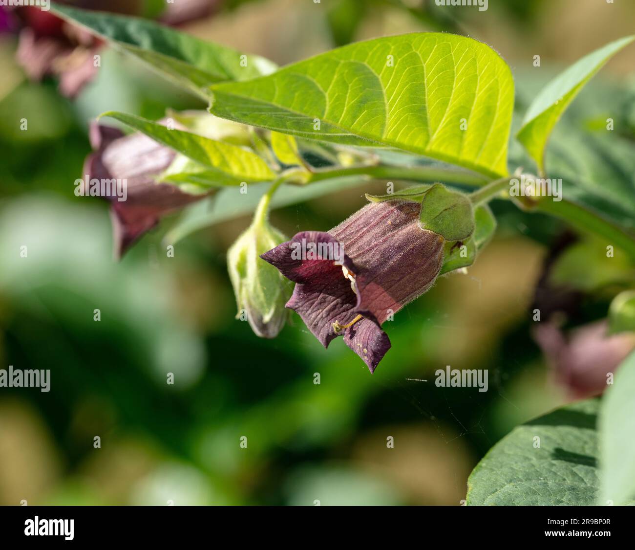 Deadly nightshade, Belladonna (Atropa belladonna) Stock Photo