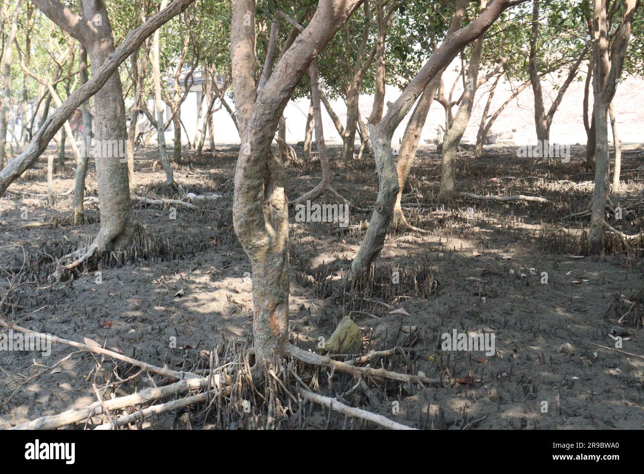 Laguncularia racemosa tree roots near of sea beach for safety Stock Photo