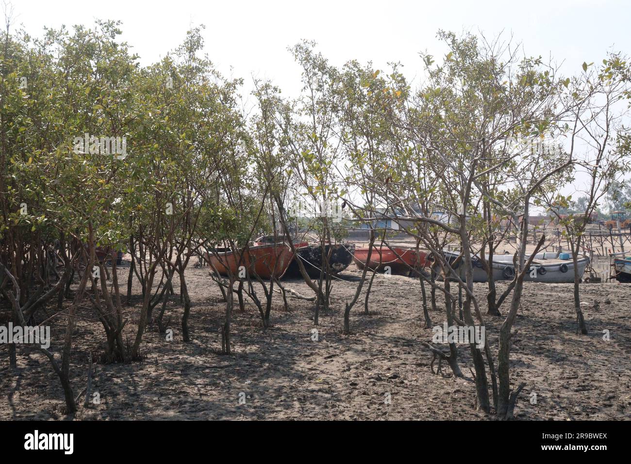 Laguncularia racemosa tree plant near of sea beach for safety Stock Photo