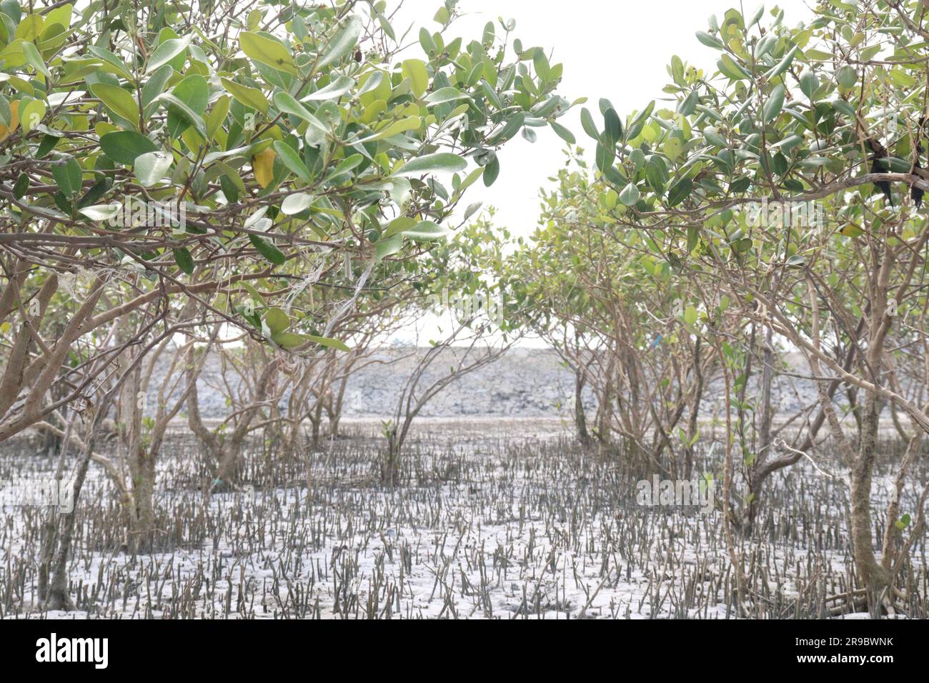 Laguncularia racemosa tree plant near of sea beach for safety Stock Photo