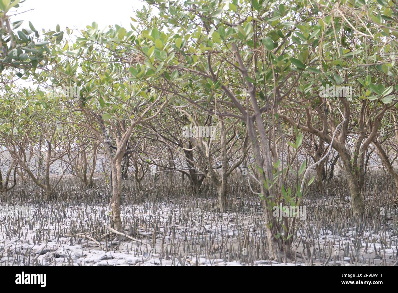 Laguncularia racemosa tree plant near of sea beach for safety Stock Photo