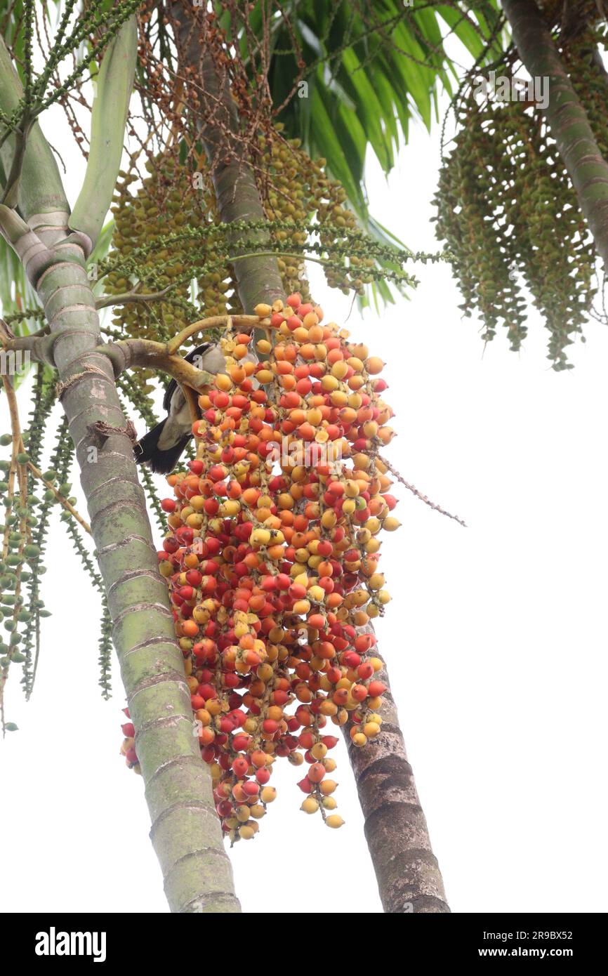 Red Areca Nut Palm on tree for nice nature Stock Photo