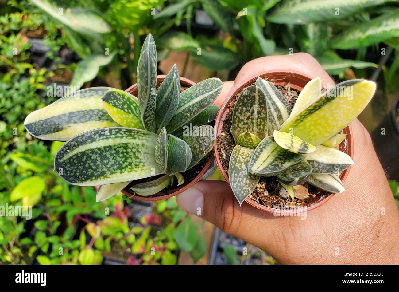 Holding the variegated white and green Ox Tongue Gasteria Glomerata plant Stock Photo