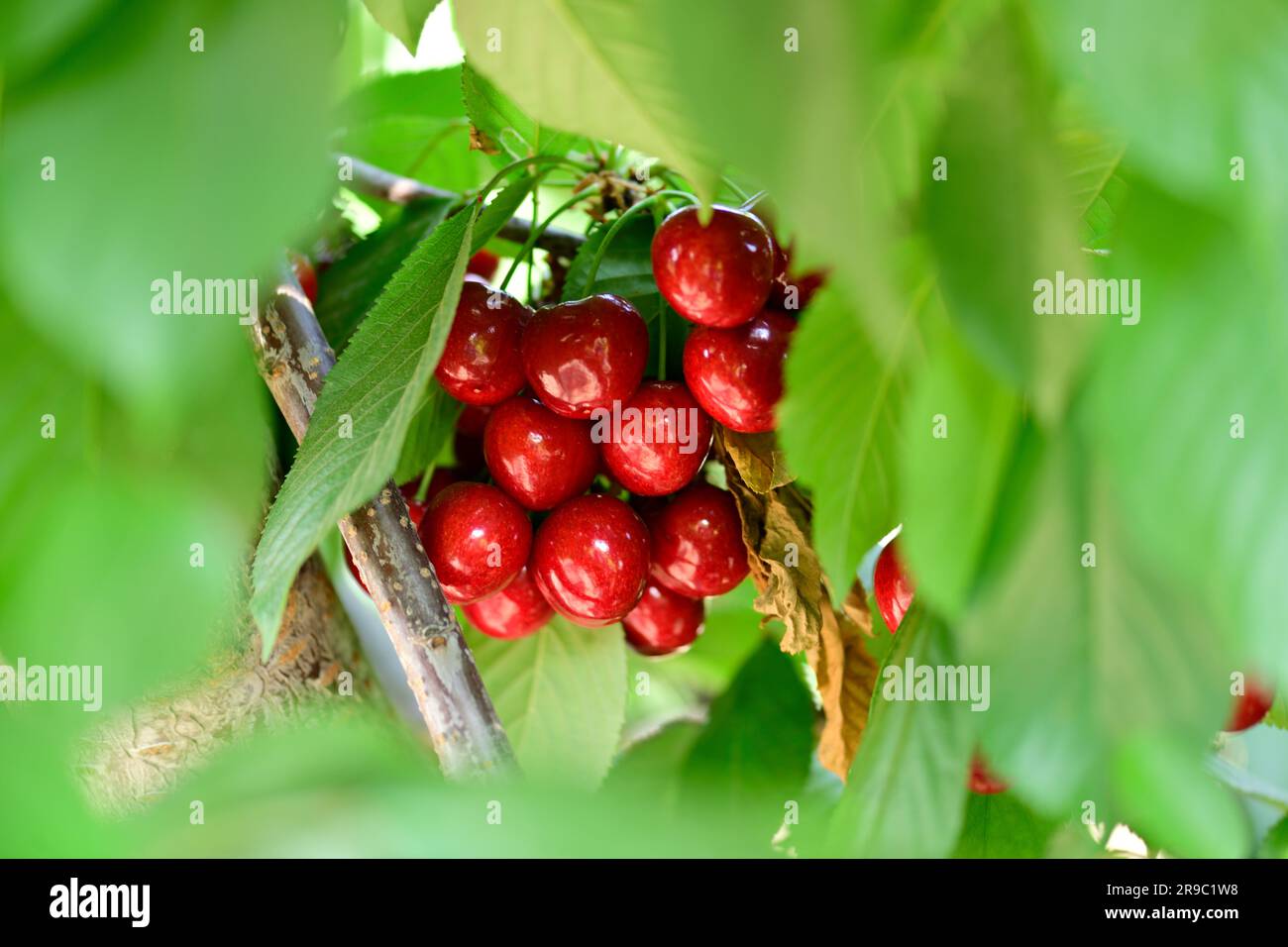 Cherry in a bunch hi-res stock photography and images - Alamy