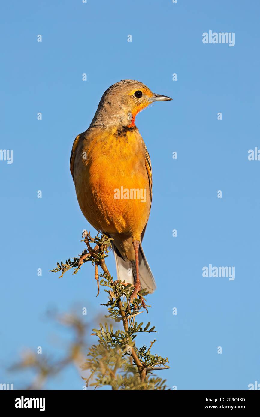 A Cape longclaw (Macronyx capensis) perched on a branch against a blue sky, South Africa Stock Photo