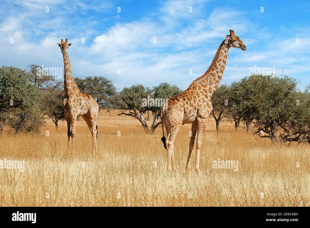 Two giraffes standing tall hi-res stock photography and images - Alamy