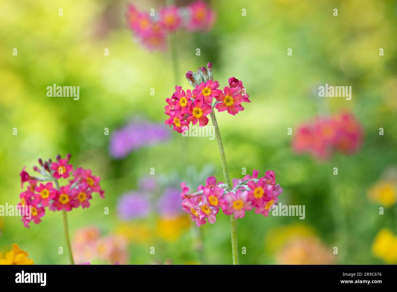 Primula Beesiana. Candelabra Primrose. Candelabra Primula flowers Stock Photo