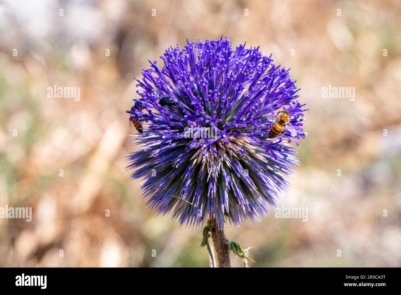 Violet Flower of echinops bannaticus blue globe thistle a member of the sunflower family. Selective focus. Stock Photo