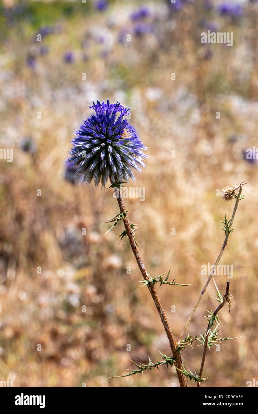 Violet Flower of echinops bannaticus blue globe thistle a member of the sunflower family. Selective focus. Stock Photo