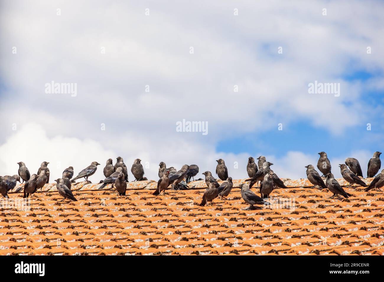 Jackdaws birds on a rooftop at summer Stock Photo