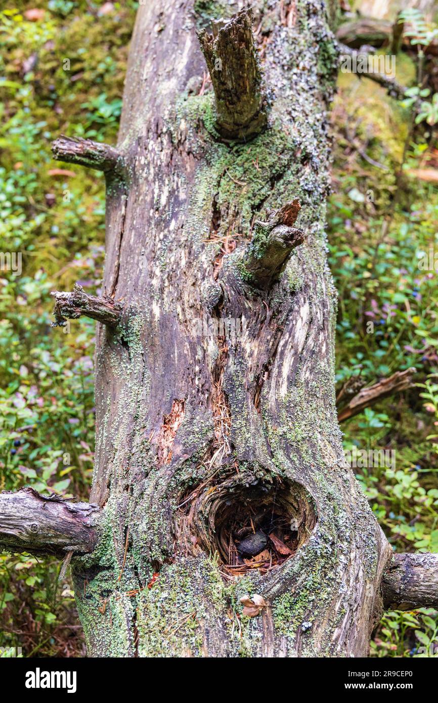 Old log with lichen lying in the forest Stock Photo