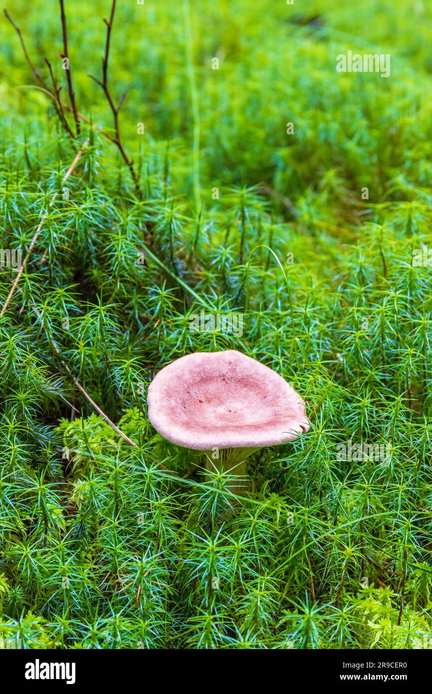 Mushroom in green common haircap moss Stock Photo